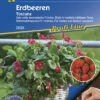 Erdbeere Toscana (Pillensaat) | Erdbeersamen Von Kiepenkerl -Samenhaus Geschäft 3532 Erdbeere Toscana Pillensaat