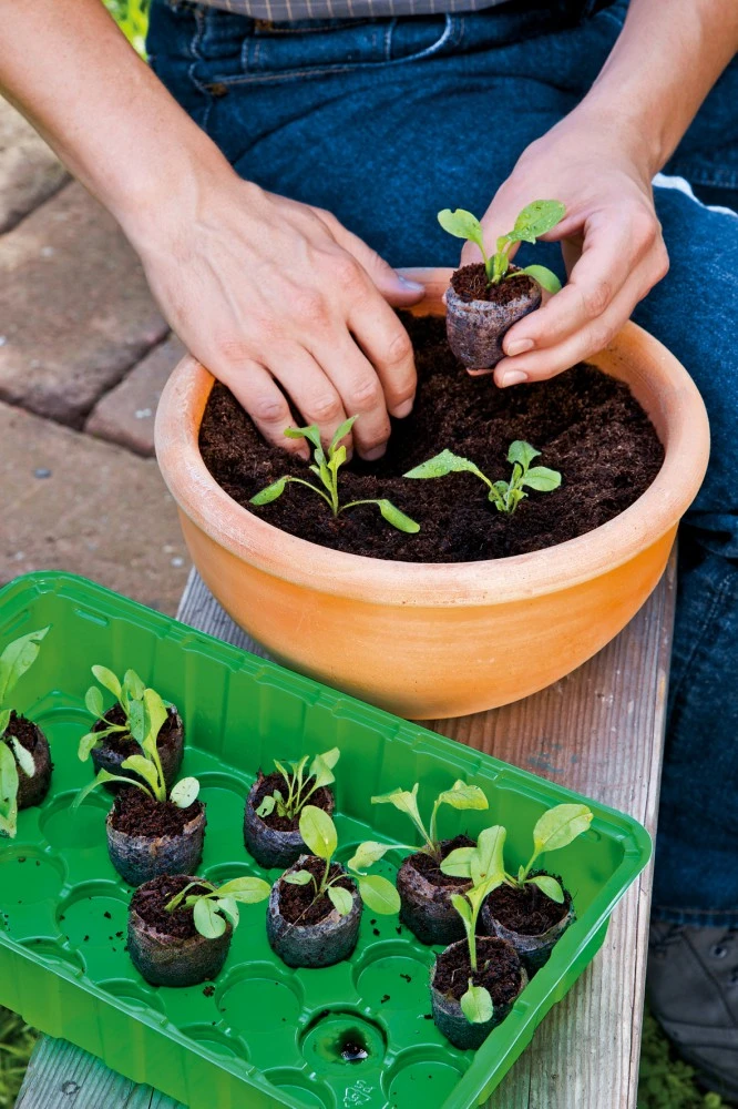 Samenhaus Geschäft -Samenhaus Geschäft 523389 Romberg Zimmergewaechshaus Jeanne leicht 3 1