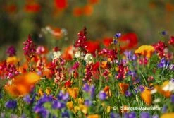 Felger's Augenweide (100 G) | Blumenwiese Von Saatgut-Manufaktur