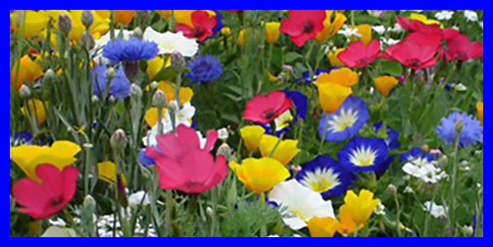 Blütenreich (100 G) | Blumenwiese Von Saatgut-Manufaktur 4 Blütenreich (100 G) | Blumenwiese Von Saatgut-Manufaktur – Bild 2