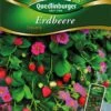 Erdbeere Toscana | Erdbeersamen Von Quedlinburger -Samenhaus Geschäft 531937 Erdbeere Toscana von Quedlinburger Saatgut