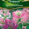 Spinnenblume Wasserspiel Mischung | Spinnenblumensamen Von Quedlinburger -Samenhaus Geschäft 532181 Spinnenblume Wasserspiel Mischung von Quedl