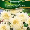 Studentenblumen Schneeball | Studentenblumensamen Von Quedlinburger -Samenhaus Geschäft 532194 Studentenblumen Schneeball von Quedlinburge
