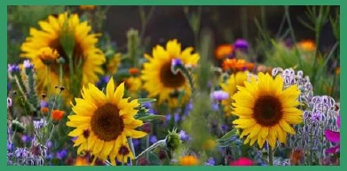 Farbe Im Grünen (500 G) | Blumenwiese Von Saatgut-Manufaktur 3 Farbe Im Grünen (500 G) | Blumenwiese Von Saatgut-Manufaktur