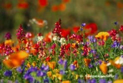 Felger's Augenweide (500 G) | Blumenwiese Von Saatgut-Manufaktur