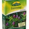 Luzerne 500 G | Gründünger Von Quedlinburger -Samenhaus Geschäft 532620 Luzerne 500 g