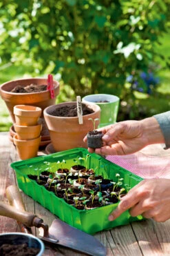 Anzuchthaus M PLUS | Mini-Gewächshaus Von Romberg -Samenhaus Geschäft 535236 Anzuchthaus M PLUS 10094202 3