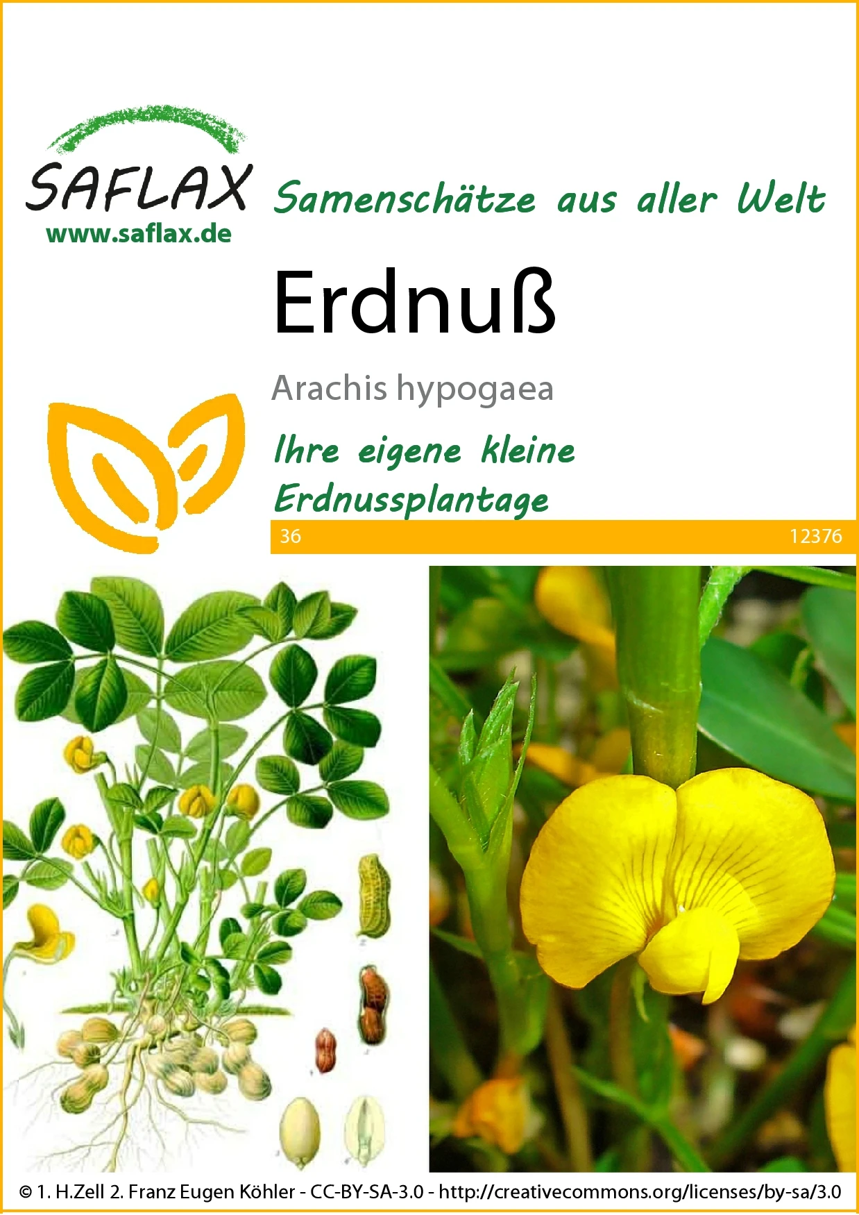 Erdnuß | Erdnusssamen Von Saflax 4 Erdnuß | Erdnusssamen Von Saflax – Bild 2