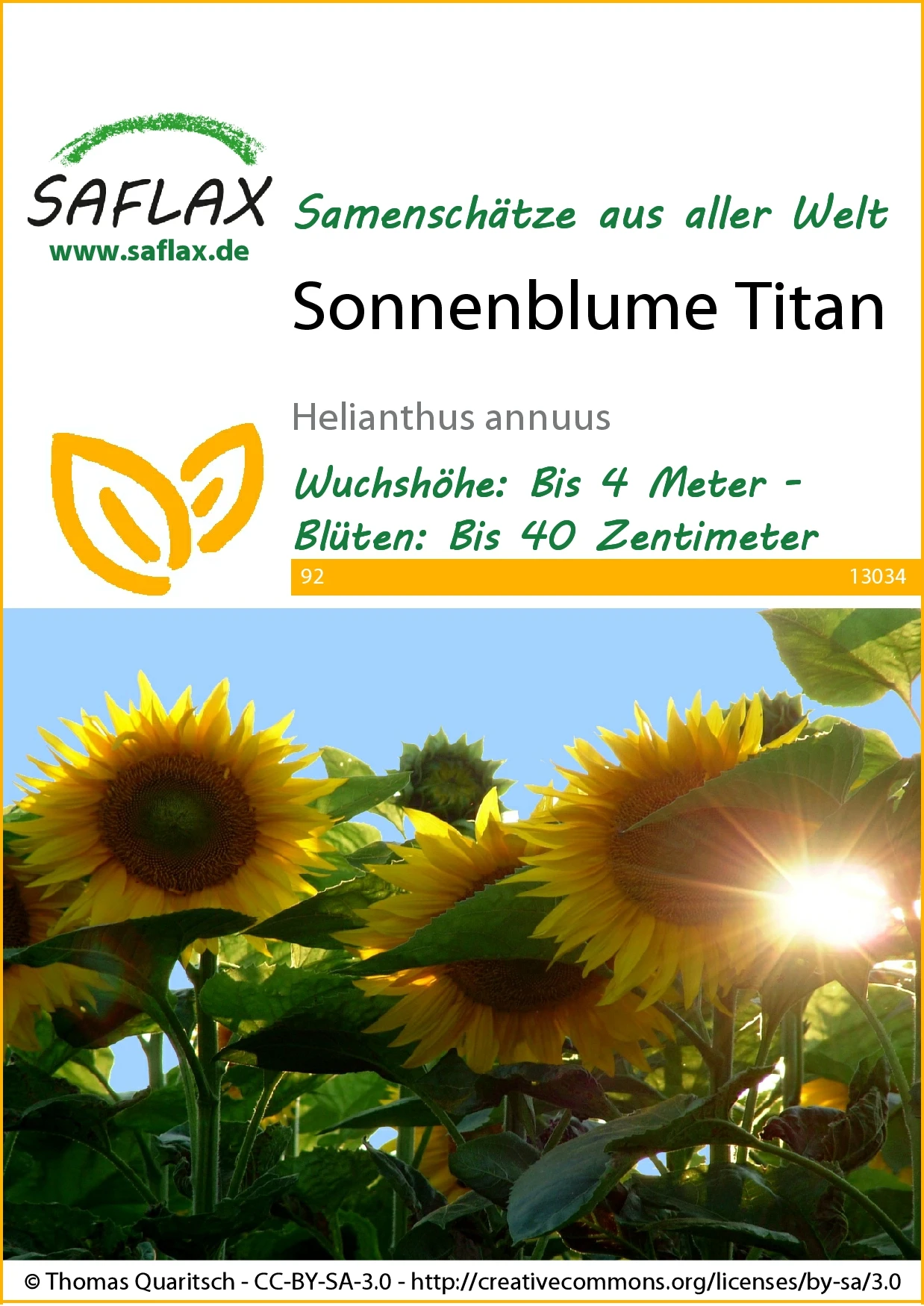 Sonnenblume Titan F1 | Sonnenblumensamen Von Saflax 3 Sonnenblume Titan F1 | Sonnenblumensamen Von Saflax