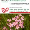 Tausendgüldenkraut | Heilpflanzensamen Von Saflax 1 Tausendgüldenkraut | Heilpflanzensamen Von Saflax -Samenhaus Geschäft 535660 Tausendgueldenkraut 15212 sa 0