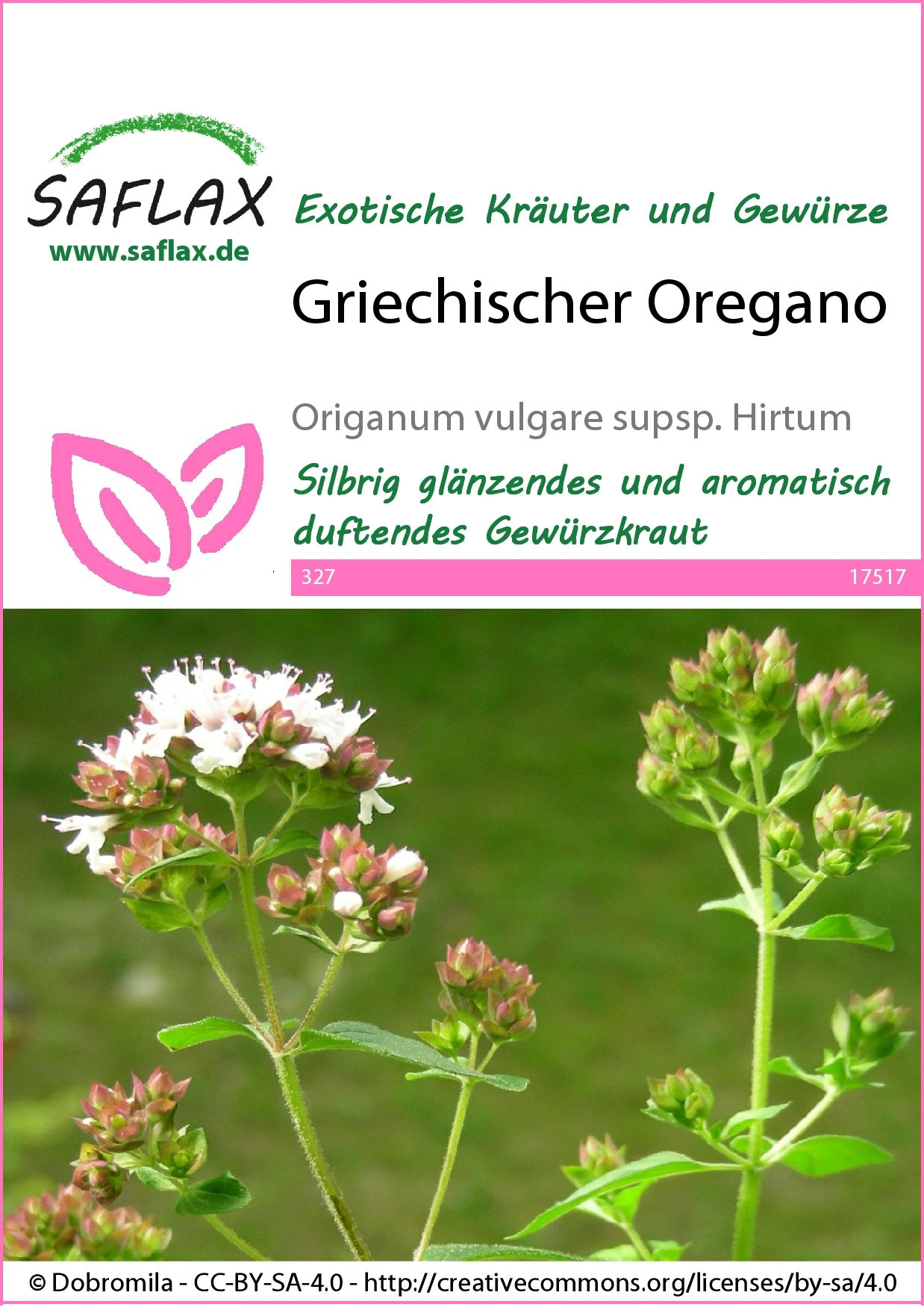 Griechischer Oregano | Oreganosamen Von Saflax 3 Griechischer Oregano | Oreganosamen Von Saflax – Bild 2