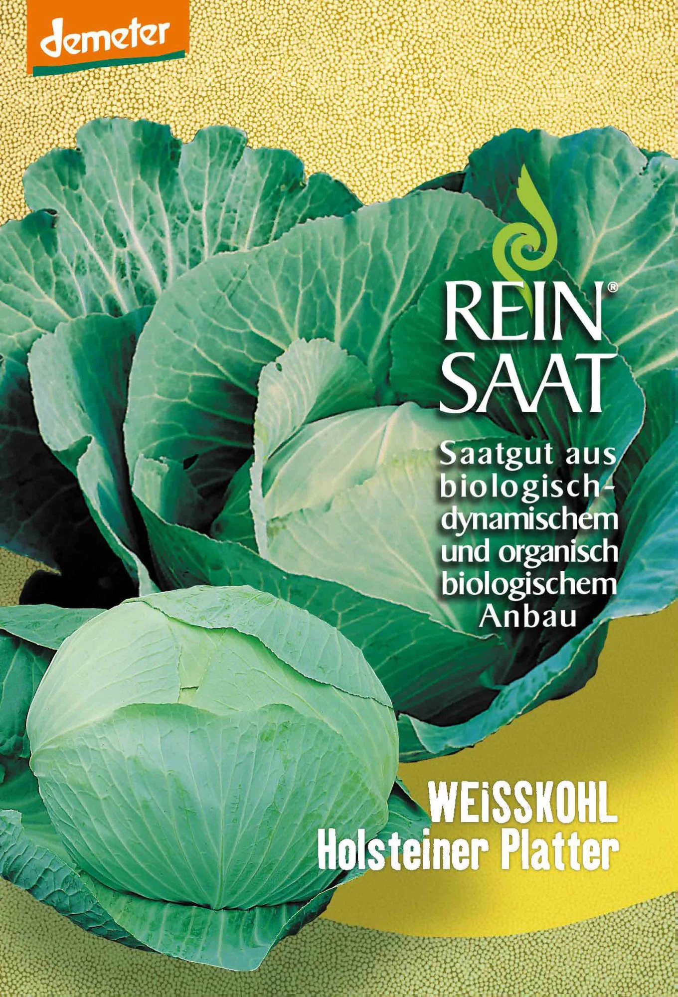 Weißkraut Holsteiner Platter | BIO Weißkohlsamen Von Reinsaat 3 Weißkraut Holsteiner Platter | BIO Weißkohlsamen Von Reinsaat