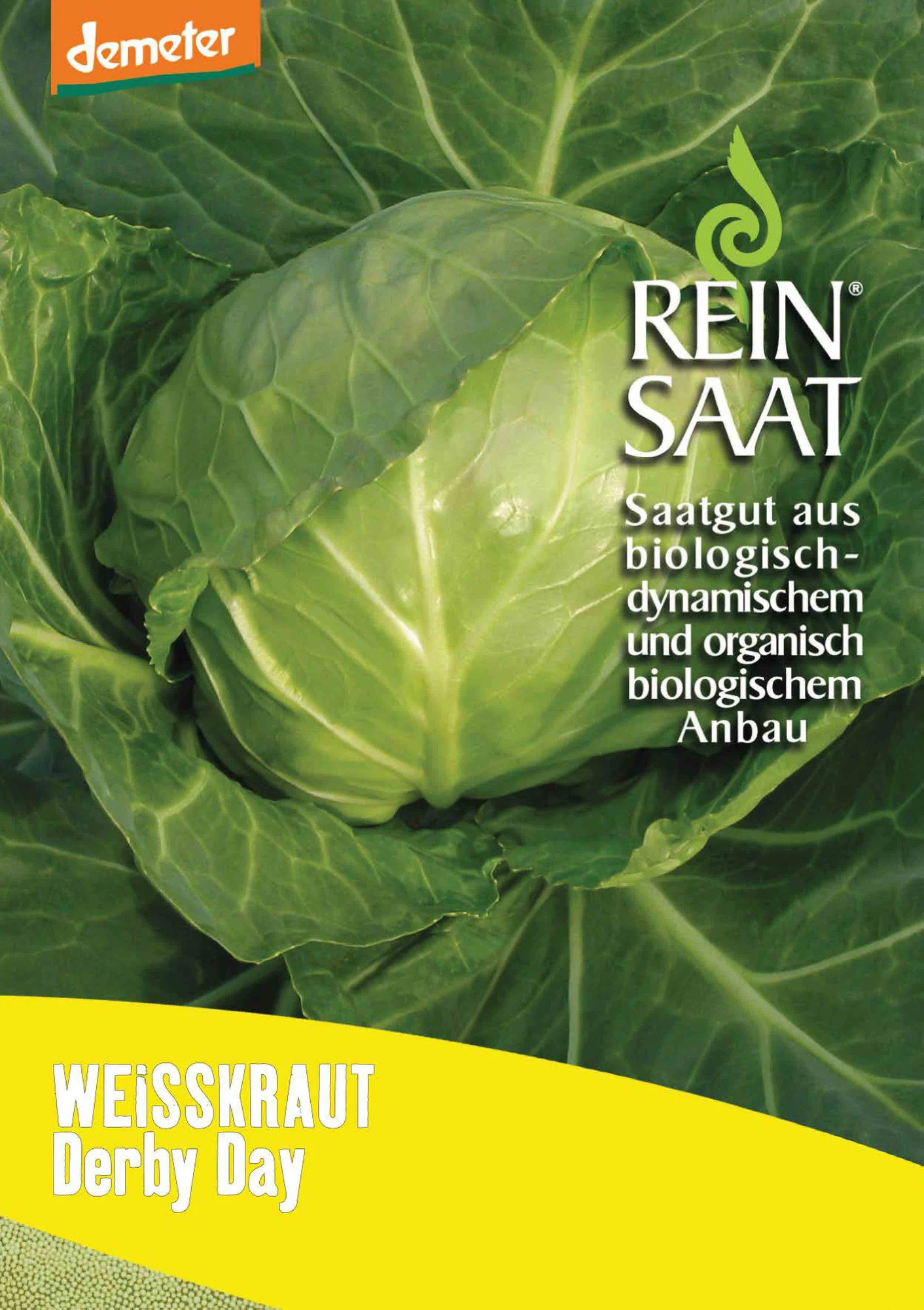 Weißkraut Derby Day | BIO Weißkohlsamen Von Reinsaat 3 Weißkraut Derby Day | BIO Weißkohlsamen Von Reinsaat