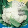 Blumenkohl Neckarperle | BIO Blumenkohlsamen Von Reinsaat -Samenhaus Geschäft 535767 BIO Blumenkohl Neckarperle Ko30 rs 0