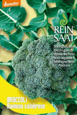 Broccoli Ramoso Calabrese | BIO Brokkolisamen Von Reinsaat