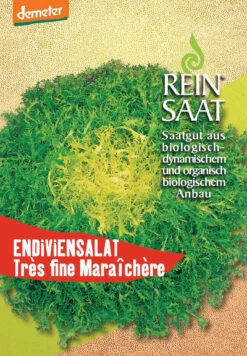 Endivie Tres Fine Maraichère | BIO Endiviensalatsamen Von Reinsaat