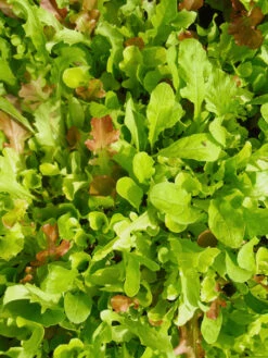 Salatmischung Misticanza | BIO Salatsamen Von Reinsaat