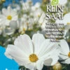 Cosmea Weiß | BIO Cosmeasamen Von Reinsaat -Samenhaus Geschäft 535931 BIO Cosmea weiss B21 rs 0