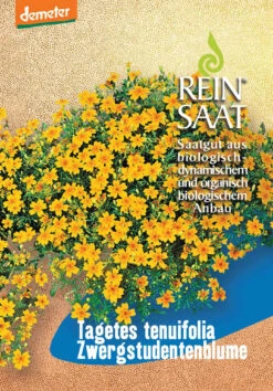 Zwergstudentenblume | BIO Studentenblumensamen Von Reinsaat