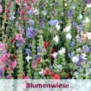 Franziskus Mischung (100 G) | Insektenwiese Von Küpper -Samenhaus Geschäft 537917 Franziskus Mischung 100 g