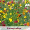 Meissner Blütenfeuerwerk (100 G) | Bienenwiese Von Küpper -Samenhaus Geschäft 537920 Meissner Bluetenfeuerwerk 100 g