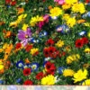 Blumenwiese Werratal (1 Kg) | Insektenwiese Von Küpper -Samenhaus Geschäft 537926 Werratal 1 kg