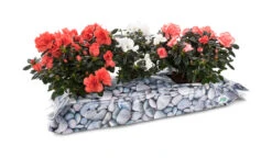 Pflanzsubstrat Im Dekorativen Pflanzbehälter | Anzuchttöpfe Von Jiffy -Samenhaus Geschäft 539658 Pflanzsubstrat im dekorativen Pflanzbehaelter 110600 jf 2