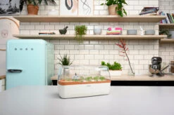 BoQube Gewächshaus &amp; Pflanzkasten L Creme-kupfer | Zimmergewächshäuser Von Romberg -Samenhaus Geschäft 539701 BoQube Gewaechshaus Farbe creme kupferg 7