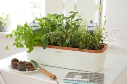 BoQube Gewächshaus &amp; Pflanzkasten L Creme-kupfer | Zimmergewächshäuser Von Romberg