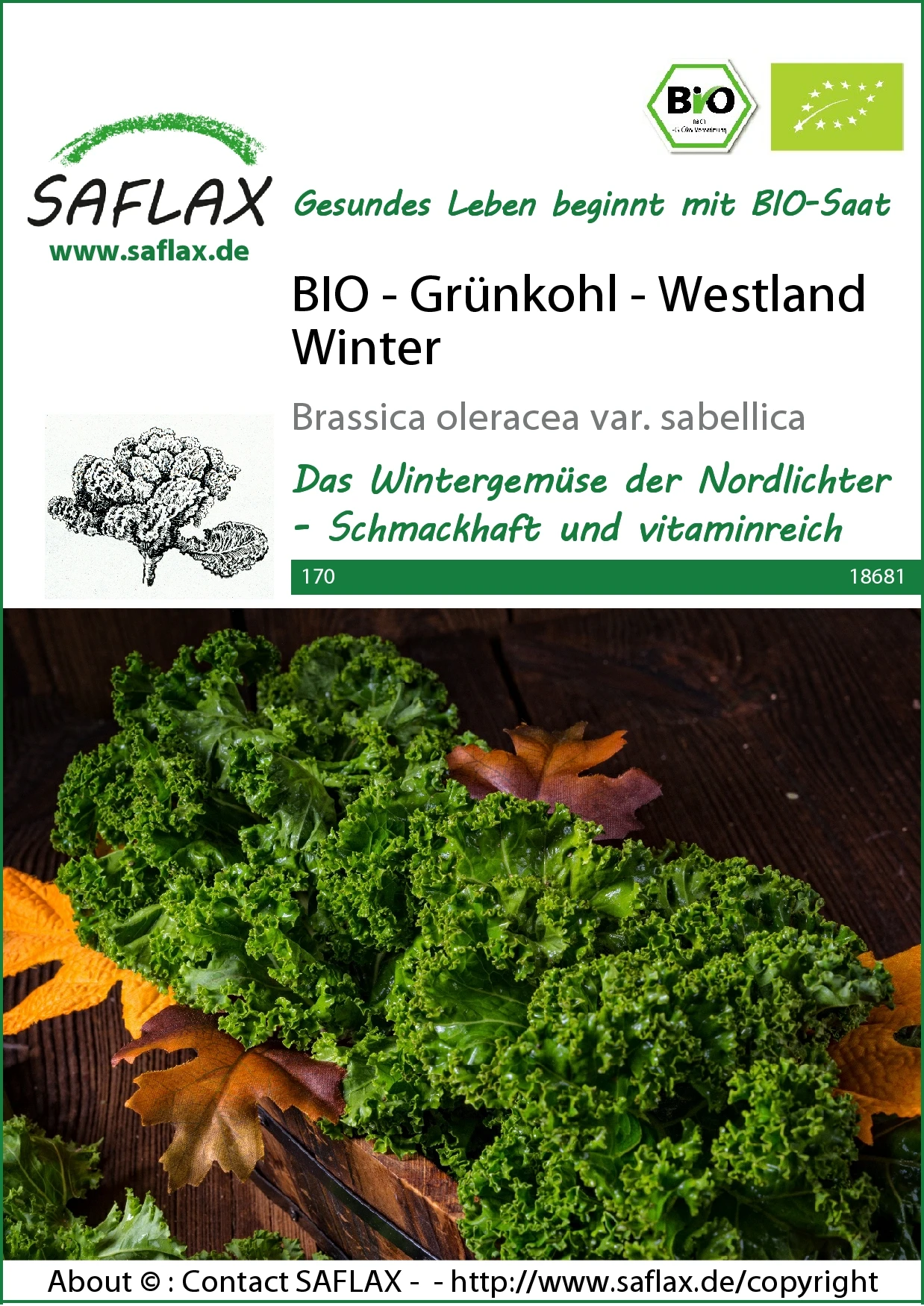 Grünkohl Westland Winter | BIO Grünkohlsamen Von Saflax 4 Grünkohl Westland Winter | BIO Grünkohlsamen Von Saflax – Bild 2