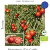 Freilandtomate Rondobella | BIO Freilandtomatensamen Von Culinaris -Samenhaus Geschäft 540235 BIO Freilandtomate Rondobella 088 cs 0