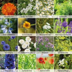 Wildbienen - Weide Im 1 L Eimer | Bienenwiese Von N.L. Chrestensen 12 Wildbienen - Weide Im 1 L Eimer | Bienenwiese Von N.L. Chrestensen -Samenhaus Geschäft 540519 Wildbienen Weide im 1 l Eimer 1