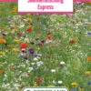 Blumenwiese Sommermischung Express (100 G) | Blumensamen Von Bertrand -Samenhaus Geschäft 540956 Blumenwiese Sommermischung Express 100 g