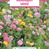 Blumenwiese Blumenteppich Loiretal (100 G) | Blumensamen Von Bertrand -Samenhaus Geschäft 540974 Blumenwiese Blumenteppich Loiretal 100 g