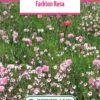 Blumenwiese Farbton Rosa (100 G) | Blumensamen Von Bertrand -Samenhaus Geschäft 540985 Blumenwiese Farbton Rosa 100 g