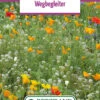 Blumenwiese Blumen Für Straßenkanten (100 G) | Blumensamen Von Bertrand -Samenhaus Geschäft 540996 Blumenwiese Wegbegleiter 100 g