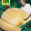 Riesenkürbis Atlantic Giant | Riesenkürbissamen Von Austrosaat -Samenhaus Geschäft 543067 Riesenkuerbis Atlantic Giant