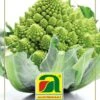 Karfiol White Gold F1 (Romanesco) | Romanescosamen Von Austrosaat 2 Karfiol White Gold F1 (Romanesco) | Romanescosamen Von Austrosaat -Samenhaus Geschäft 543086 Karfiol White Gold F1 Romanesco