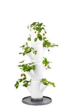 Sissi Strawberry Erdbeerturm Starter Weiß (4 Etagen) | Erdbeertürme Von Gusta Garden -Samenhaus Geschäft 543337 Sissi Strawberry Erdbeerturm starter weiss 4 Etagen