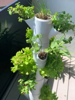 Sissi Strawberry Erdbeerturm Infinity Anthrazit (10 Etagen) | Erdbeertürme Von Gusta Garden 11 Sissi Strawberry Erdbeerturm Infinity Anthrazit (10 Etagen) | Erdbeertürme Von Gusta Garden -Samenhaus Geschäft 543344 Sissi Strawberry Erdbeerturm infinity anthrazit 10 Etagen 101529 gg 4