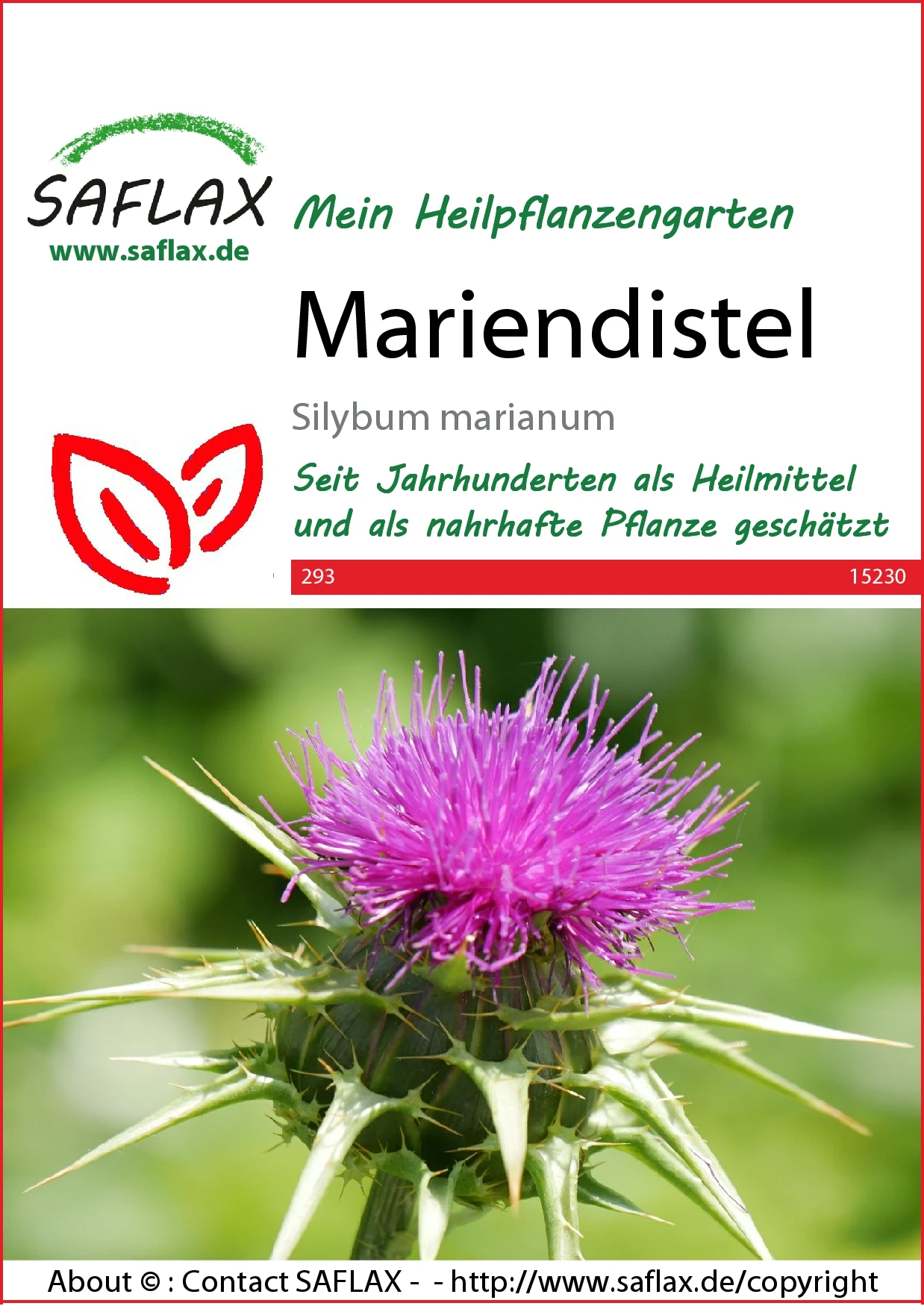 Mariendistel | Heilpflanzensamen Von Saflax 3 Mariendistel | Heilpflanzensamen Von Saflax – Bild 2