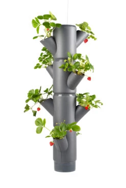 Sissi Strawberry Erdbeerturm Hanging Anthrazit (4 Etagen) | Erdbeertürme Von Gusta Garden 11 Sissi Strawberry Erdbeerturm Hanging Anthrazit (4 Etagen) | Erdbeertürme Von Gusta Garden -Samenhaus Geschäft 543598 Sissi Strawberry Hanging anthrazit 4 Etagen