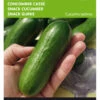 Snackgurke Iznik F1 | Minigurkensamen Von Buzzy Seeds [MHD 07/2024] -Samenhaus Geschäft 544713 Buzzy Snackgurke Iznik F1