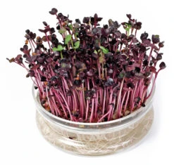 Keimschale | Anzuchtschalen Von FLORTUS -Samenhaus Geschäft 547670 FLORTUS Keimschale 2000 0406 1