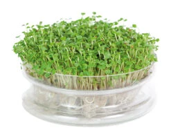 Keimschale | Anzuchtschalen Von FLORTUS -Samenhaus Geschäft 547670 FLORTUS Keimschale 2000 0406 2