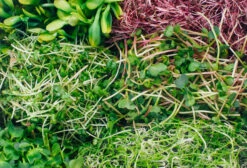 Keimschale | Anzuchtschalen Von FLORTUS