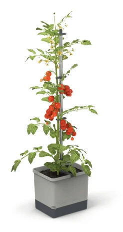 Tom Tomato Tomatentopf Hellgrau | Tomatentöpfe Von Gusta Garden -Samenhaus Geschäft 547957 Tom Tomato Hellgrau