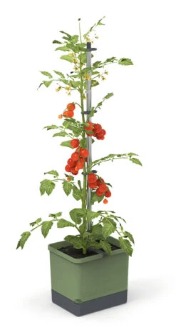 Tom Tomato Tomatentopf Dunkelgrün | Tomatentöpfe Von Gusta Garden 13 Tom Tomato Tomatentopf Dunkelgrün | Tomatentöpfe Von Gusta Garden -Samenhaus Geschäft 547958 Tom Tomato Dunkelgruen