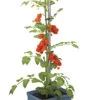 Tom Tomato Tomatentopf Blau | Tomatentöpfe Von Gusta Garden -Samenhaus Geschäft 547959 Tom Tomato Blau