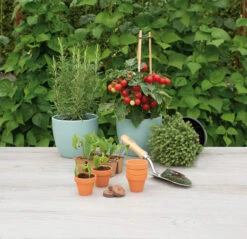 5 X 5,7 Cm Terracotta Töpfe (9 Stück) | Anzuchttöpfe Von Sogo -Samenhaus Geschäft 548518 5 x 5 7 cm Terracotta Toepfe 9 Stueck 887322 sg 3